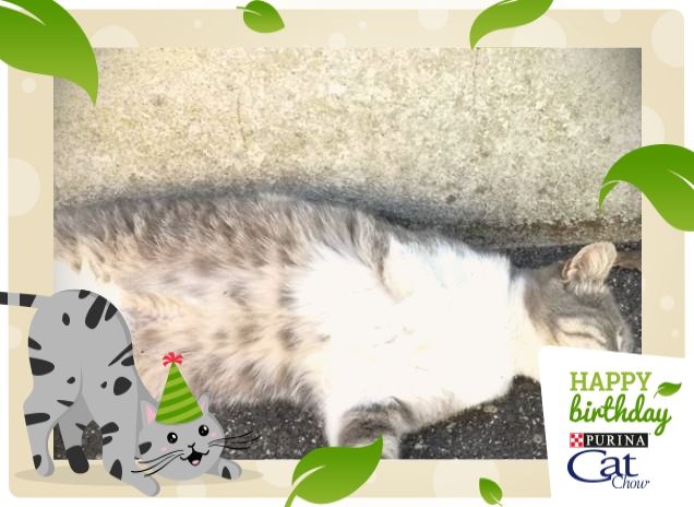 Tanti Auguri Cat Chow.