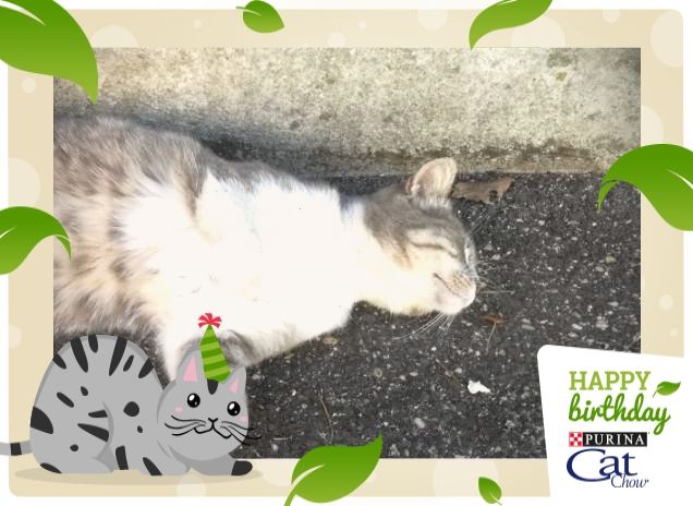 Tanti Auguri Cat Chow.