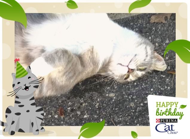 Tanti Auguri Cat Chow.