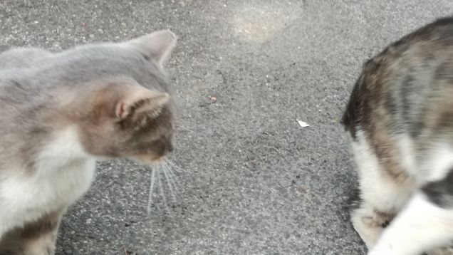 Ancora...ancora e ancora.2