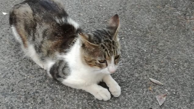 Ancora...ancora e ancora.12