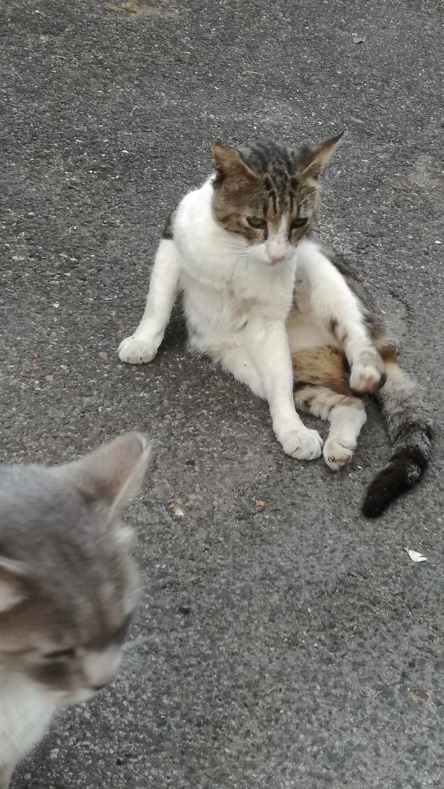 Ancora...ancora e ancora.15