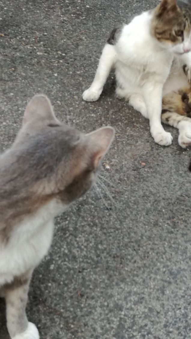 Ancora...ancora e ancora.16