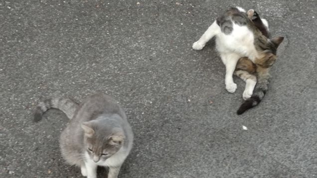 Ancora...ancora e ancora.17