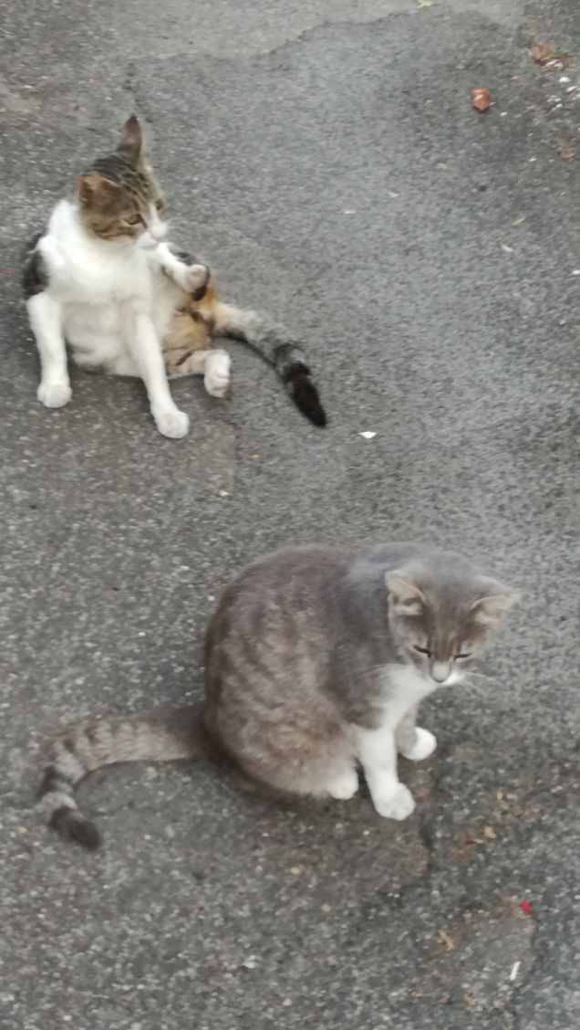 Ancora...ancora e ancora.20