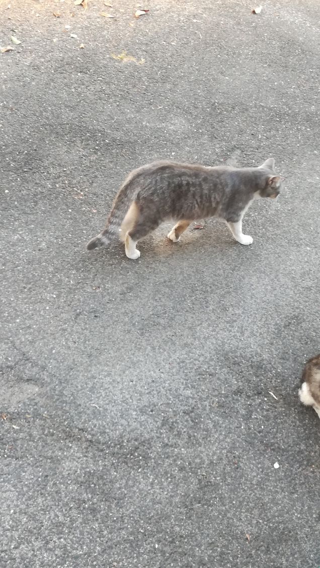 Sola me ne vo per la città.