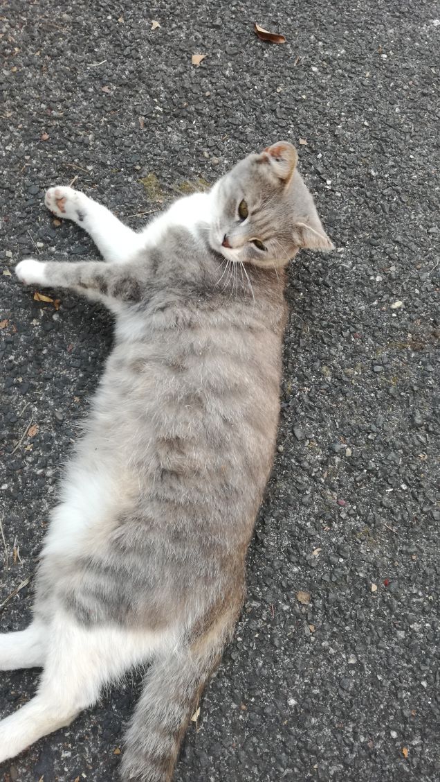 La gatta sdraiata sull'asfalto che scotta.1