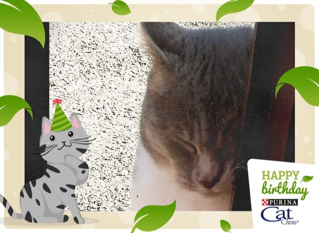 #HappyBirthdayCatChow1
