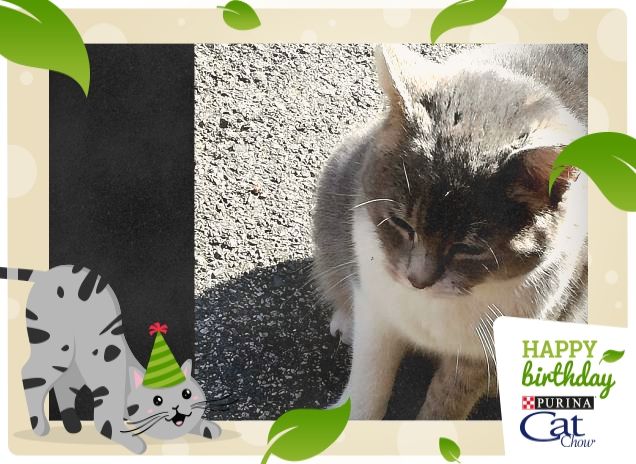 #HappyBirthdayCatChow2
