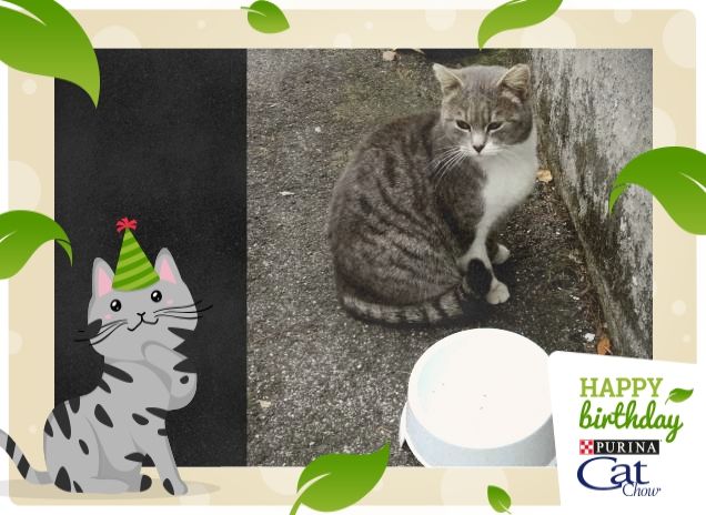#HappyBirthdayCatChow3