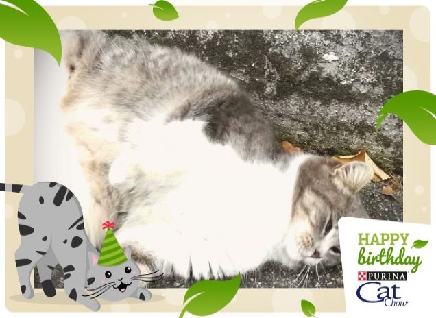 #HappyBirthdayCatChow4