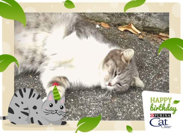 #HappyBirthdayCatChow6