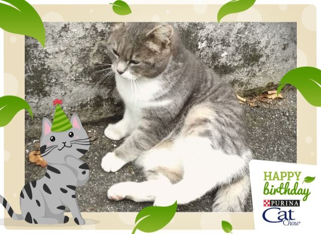 #HappyBirthdayCatChow7