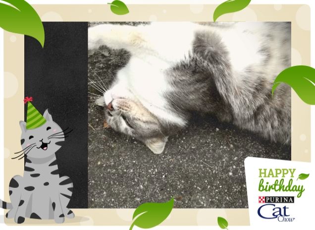 #HappyBirthdayCatChow8