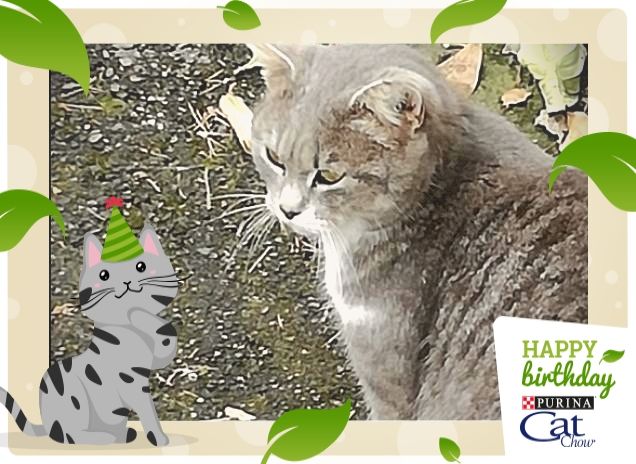 #HappyBirthdayCatChow9