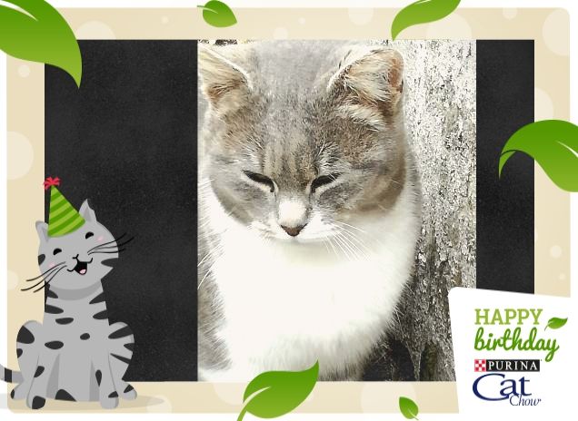 #HappyBirthdayCatChow10