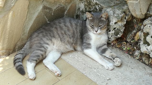 Essere misterioso e indipendente2