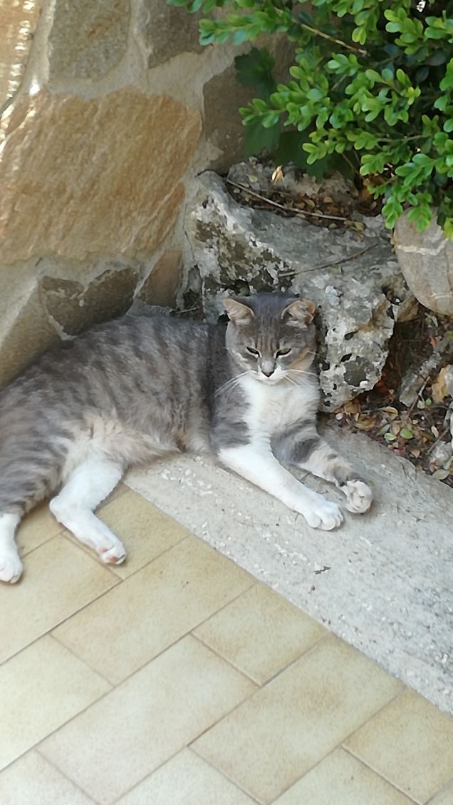 Essere misterioso e indipendente3