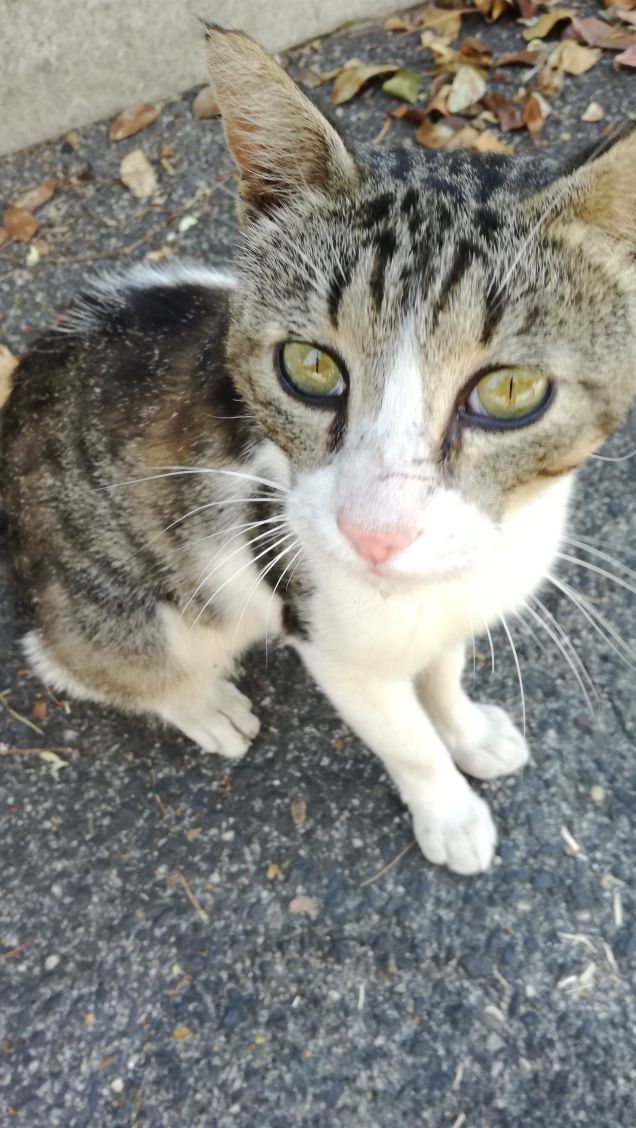 Essere misterioso e indipendente4