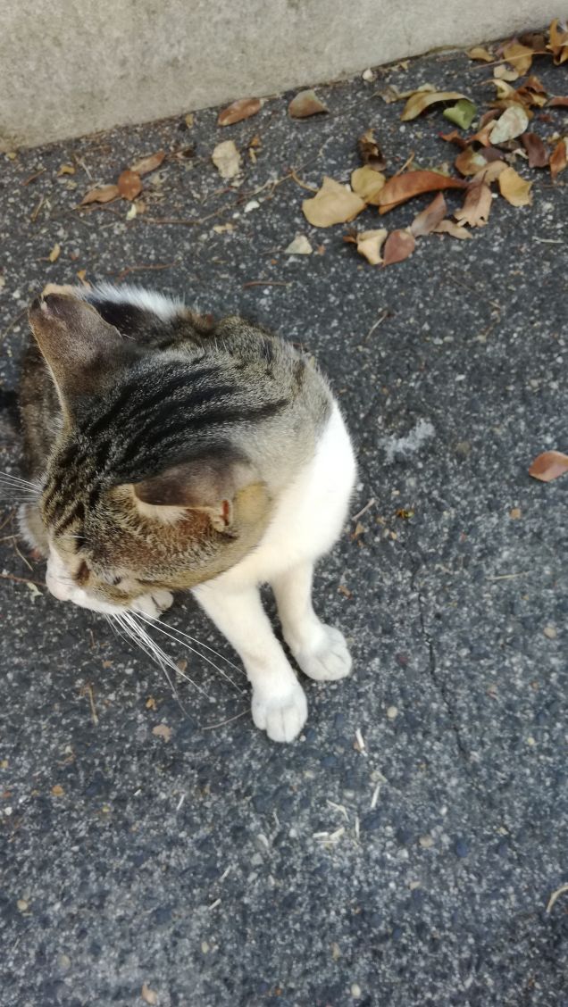 Essere misterioso e indipendente5