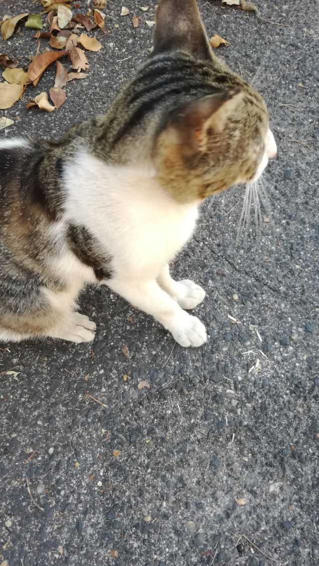 Essere misterioso e indipendente6