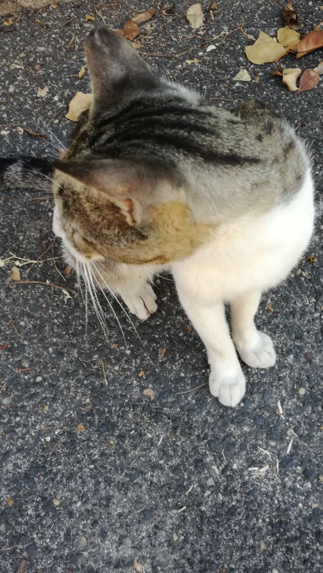 Essere misterioso e indipendente7