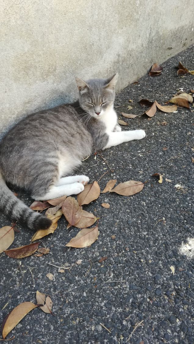 Essere misterioso e indipendente10