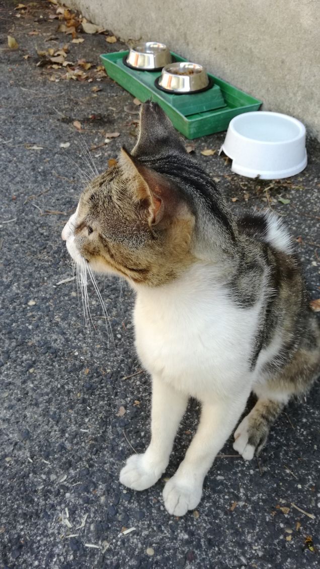 Essere misterioso e indipendente12