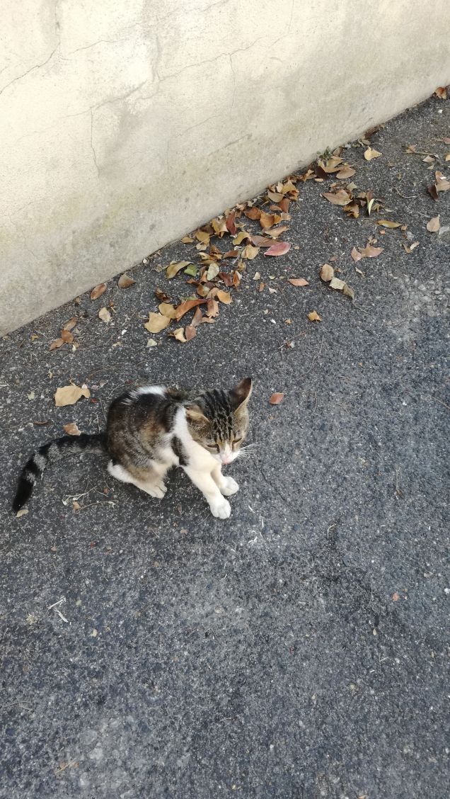 Essere misterioso e indipendente15