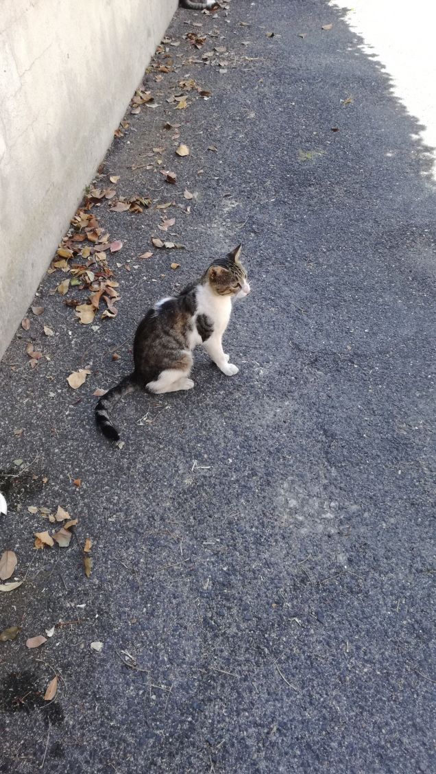 Essere misterioso e indipendente16