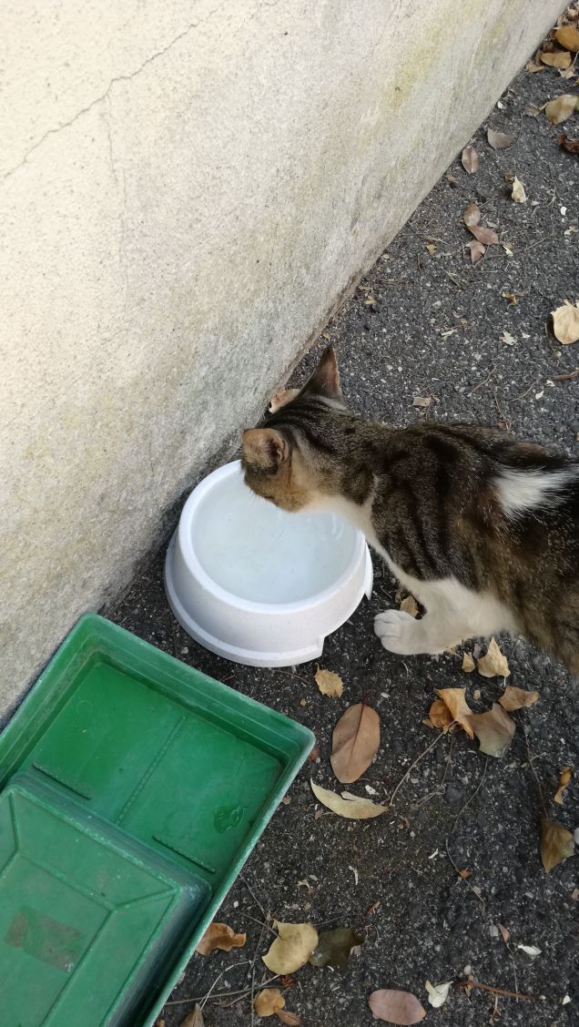 Essere misterioso e indipendente17