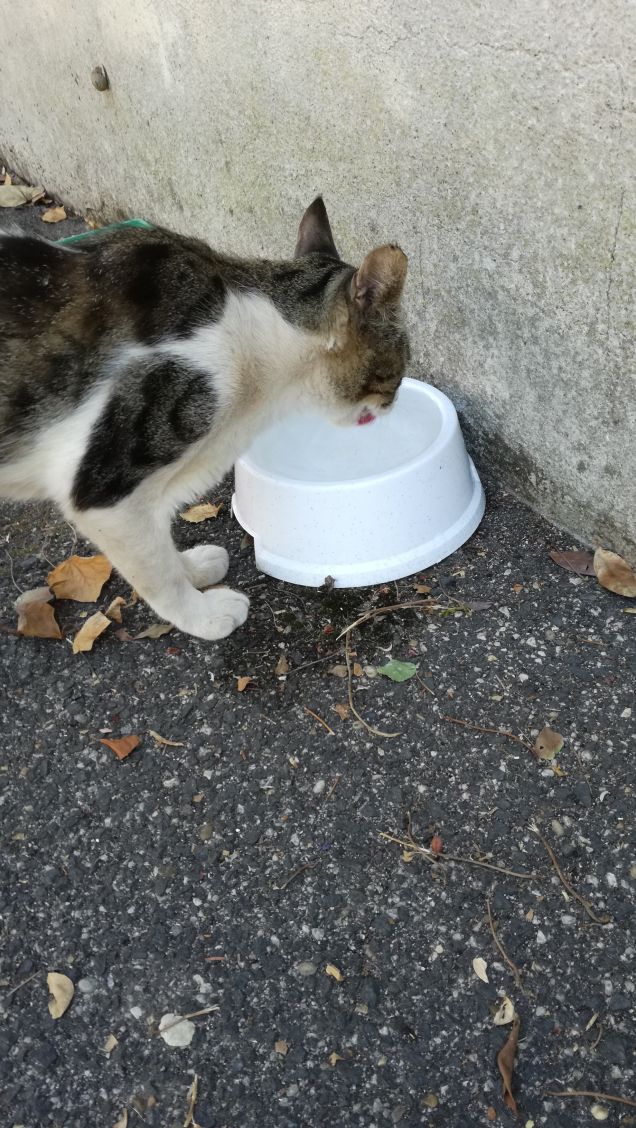 Essere misterioso e indipendente18