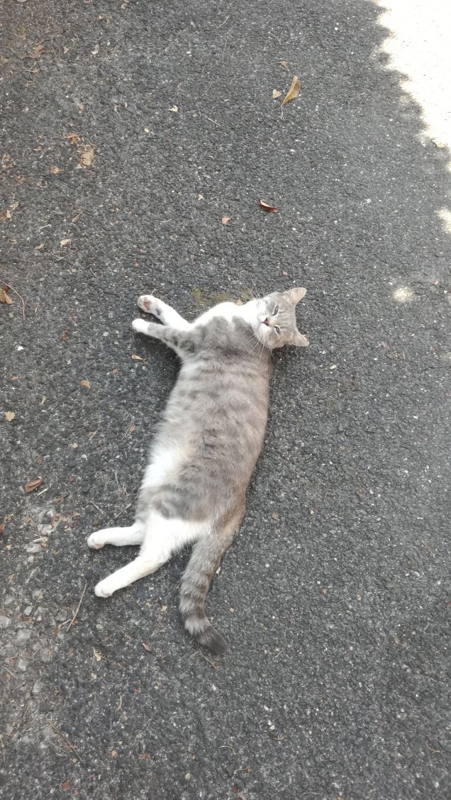 Essere misterioso e indipendente20