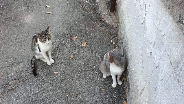 La coppia più bella del mondo.