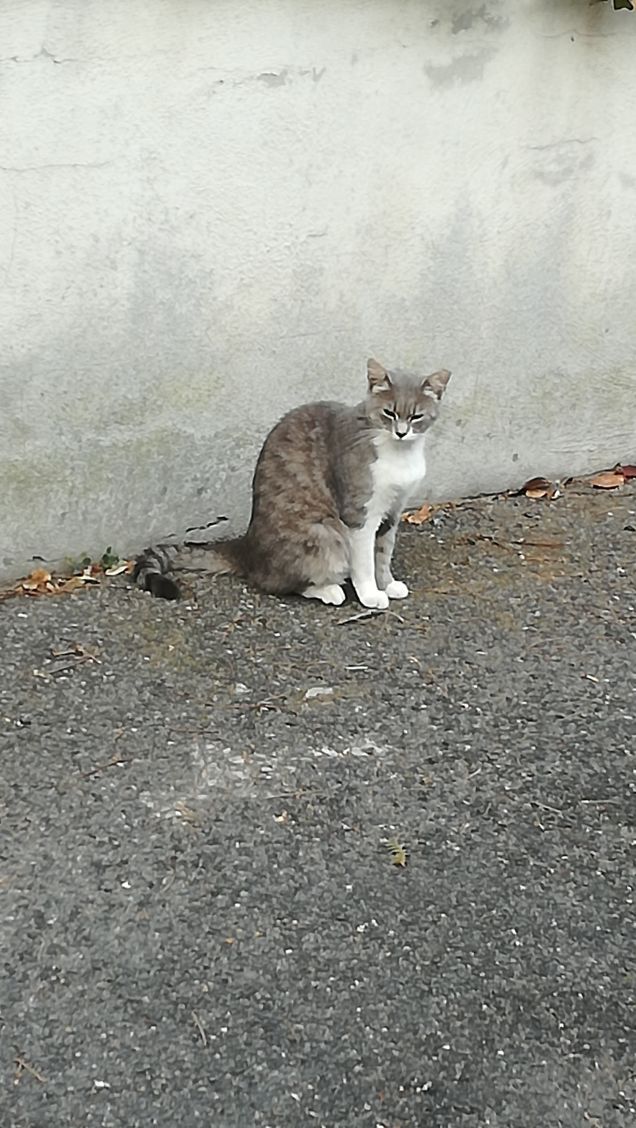 Ma a cosa pensano i gatti.?