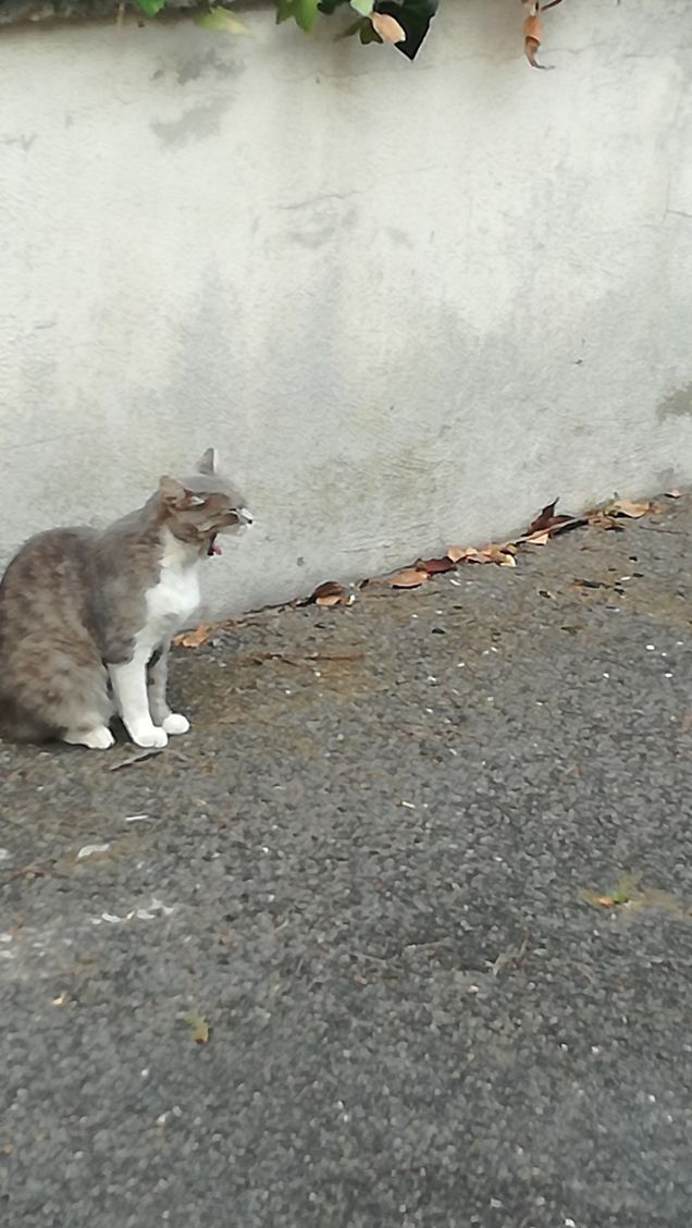 Ma quali pensieri avrà.