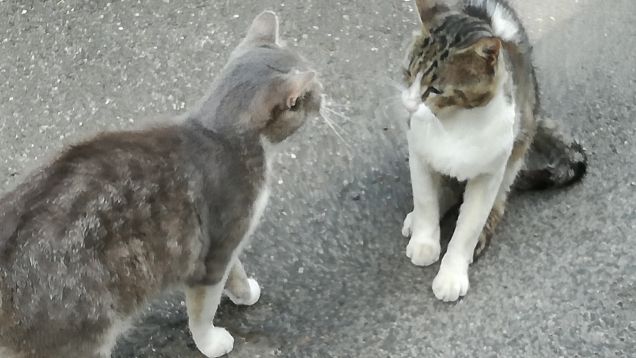 Guardiamoci negli occhi.