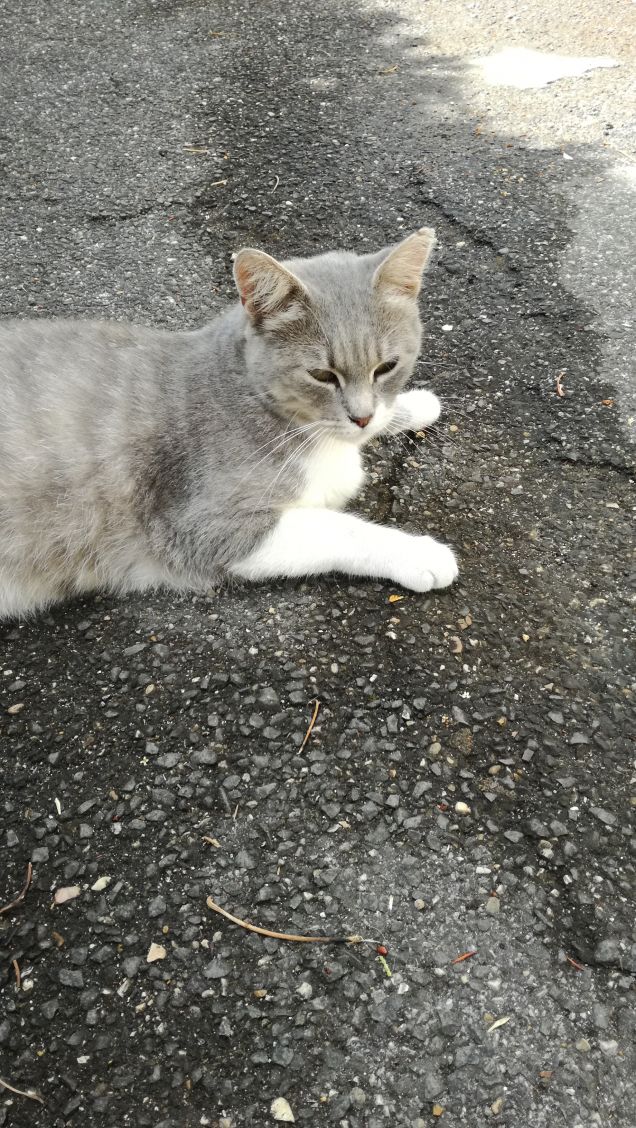 Tanto va la gatta al lardo che ci lascia lo zampino1