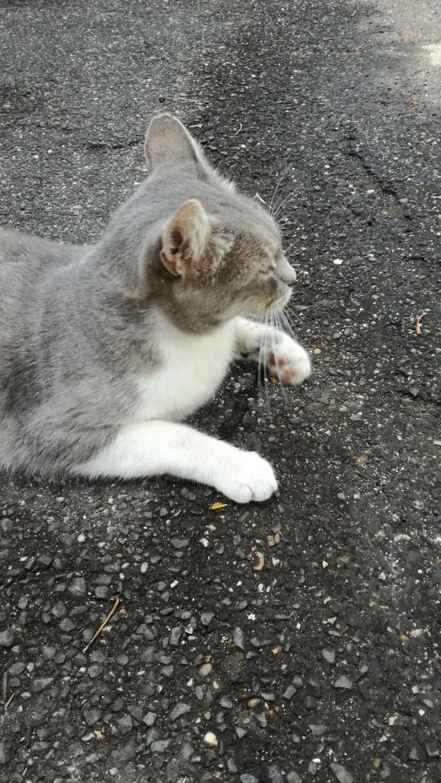 Tanto va la gatta al lardo che ci lascia lo zampino2