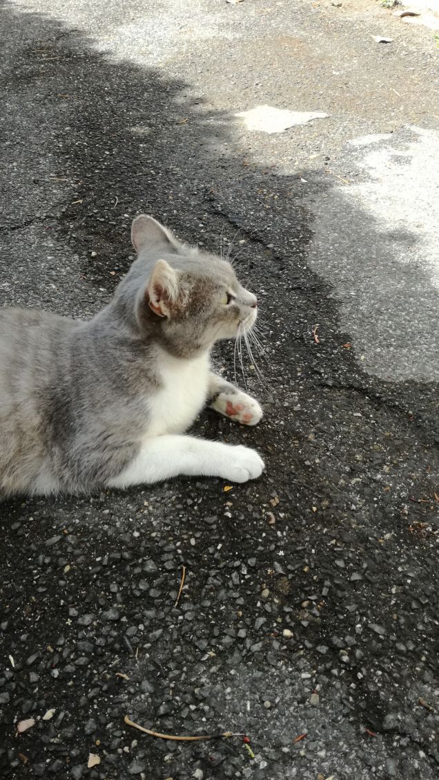 Tanto va la gatta al lardo che ci lascia lo zampino3