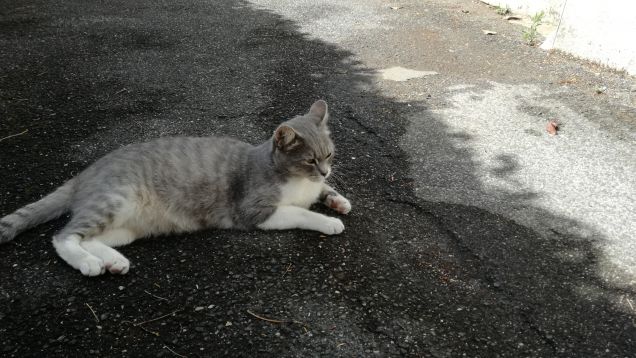 Tanto va la gatta al lardo che ci lascia lo zampino6