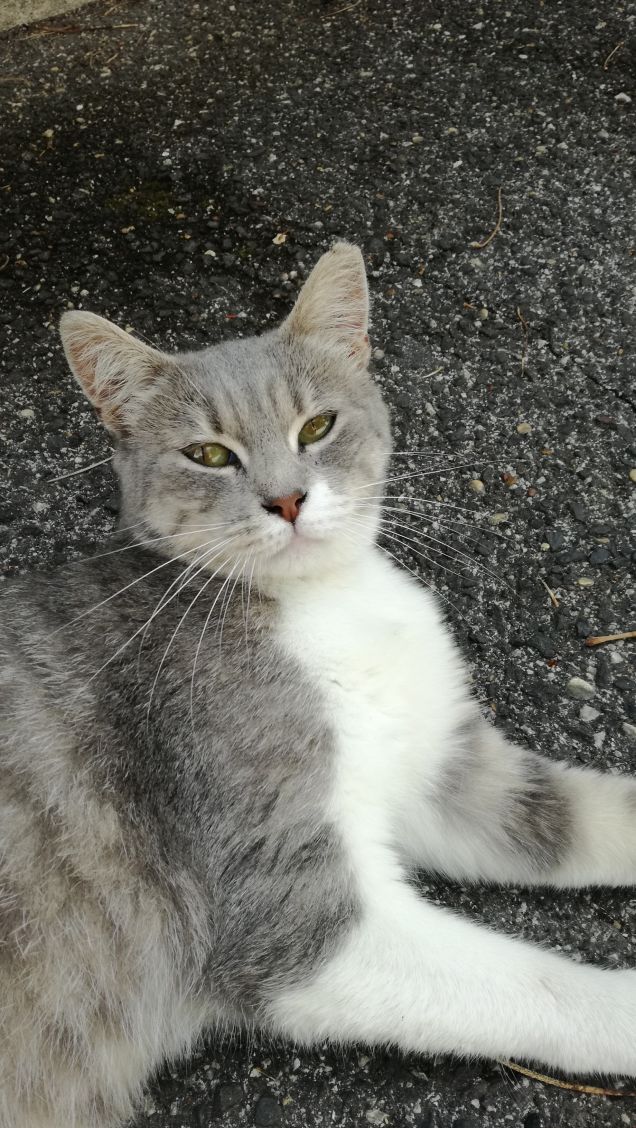 Tanto va la gatta al lardo che ci lascia lo zampino9