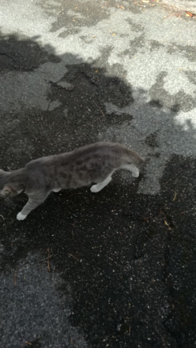 Tanto va la gatta al lardo che ci lascia lo zampino12