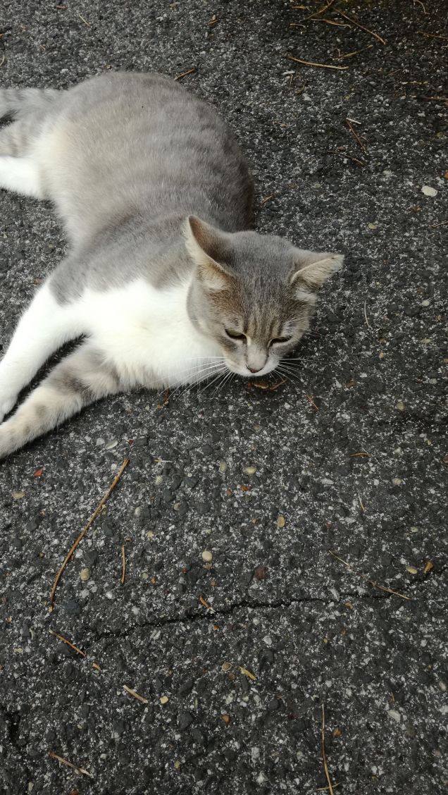 Tanto va la gatta al lardo che ci lascia lo zampino14