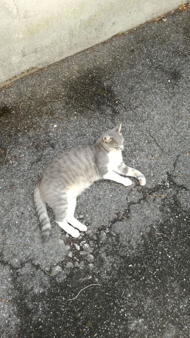 Tanto va la gatta al lardo che ci lascia lo zampino18