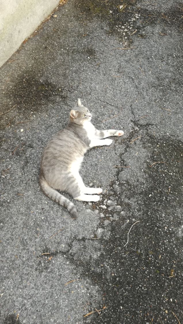 Tanto va la gatta al lardo che ci lascia lo zampino19