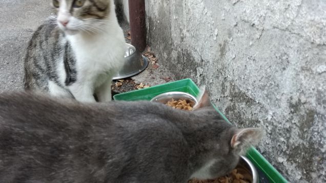 L'appetito vien mangiando2