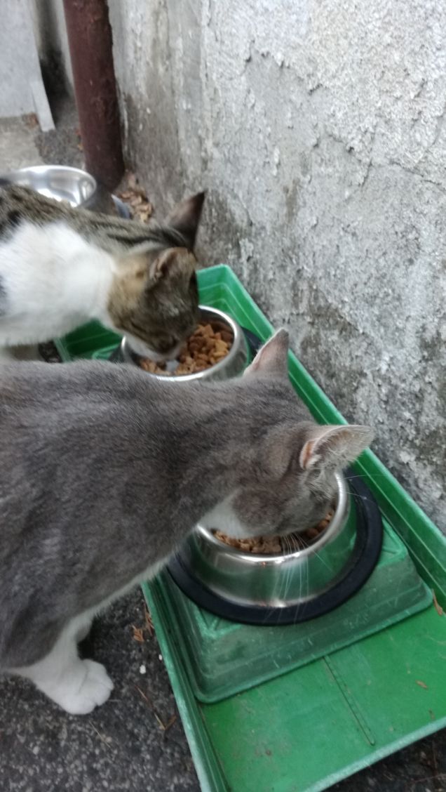 L'appetito vien mangiando3