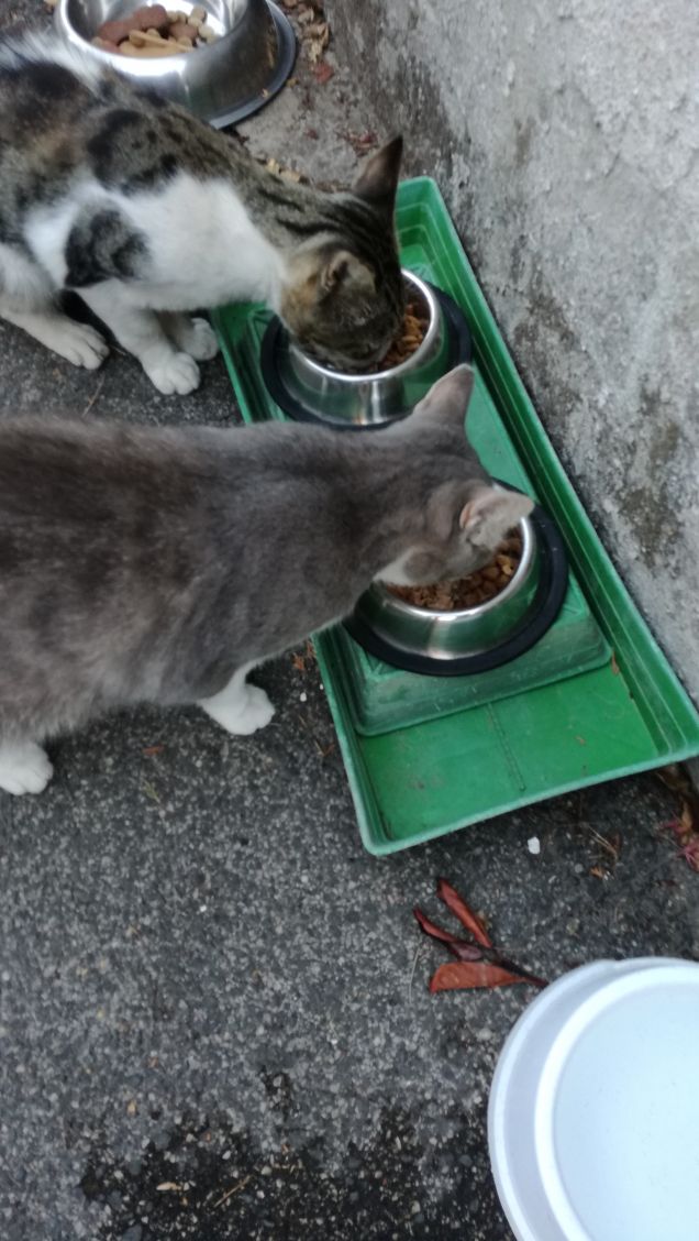 L'appetito vien mangiando4