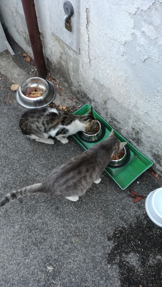 L'appetito vien mangiando6